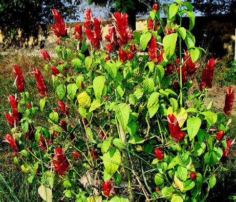  Flowering shoots and Inflorescences